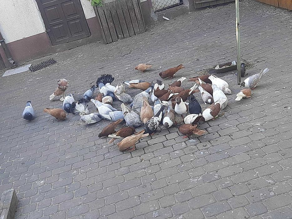 Gołębie ozdobne sprzedam