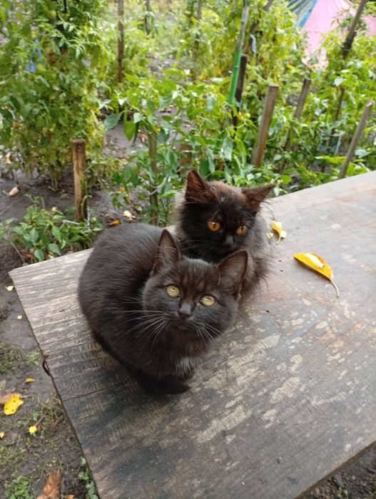 Віддамо котенят в добрі руки.