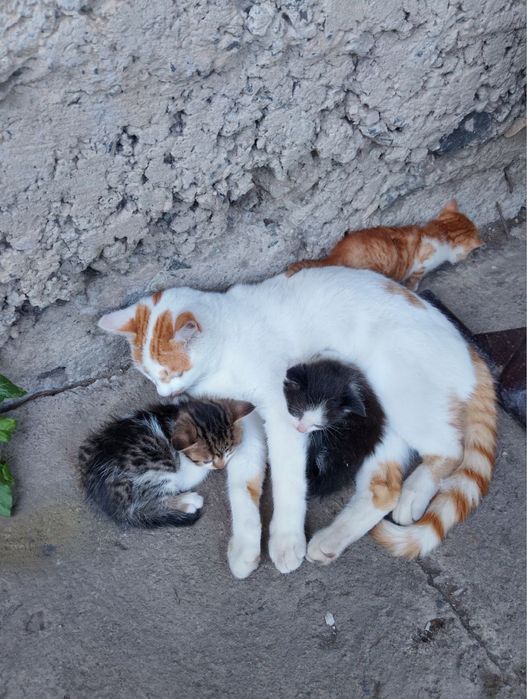 ТЕРМІНОВО! Віддам в добрі руки!ХЛОПЧИКИ