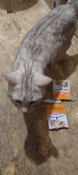 Чистокровные шотландские котята.