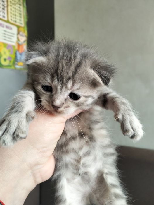 Шотландські висловухі кошенята