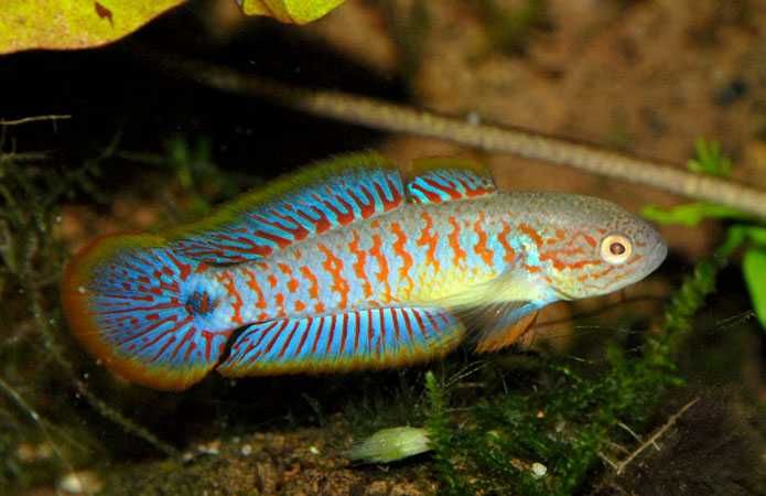 GB Głowaczyk Barwny - dowóz ryb!