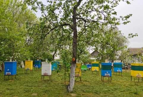 Мед з власної пасіки