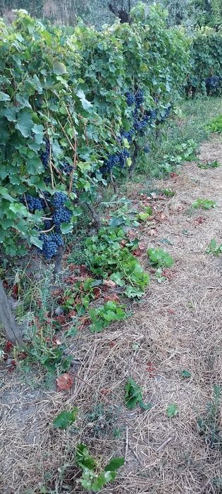 Vende uvas jaen.