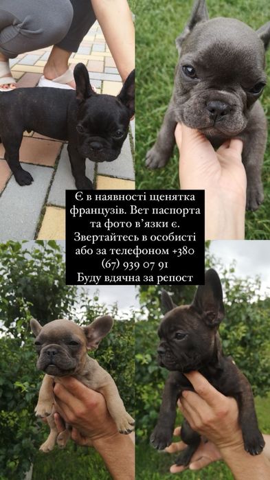 Французькі бульдоги