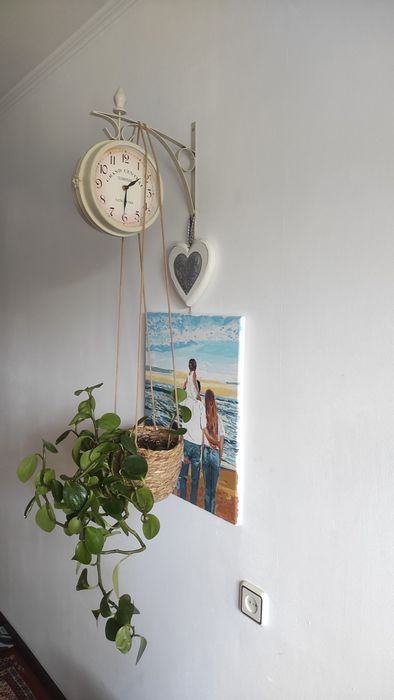 Пеперомія в кашпо