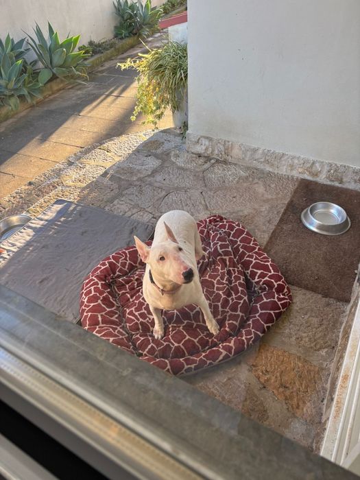 Cadela - Bull terrier