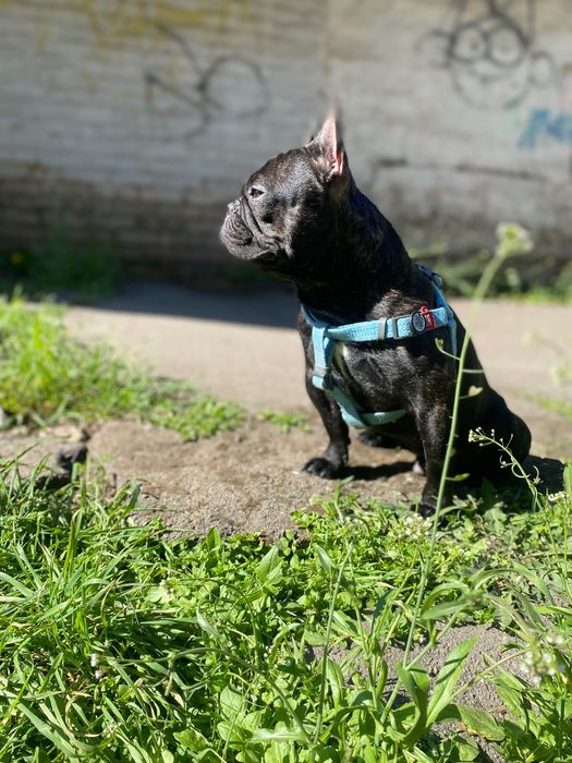 Французский бульдог Стич, ищет себе невесту