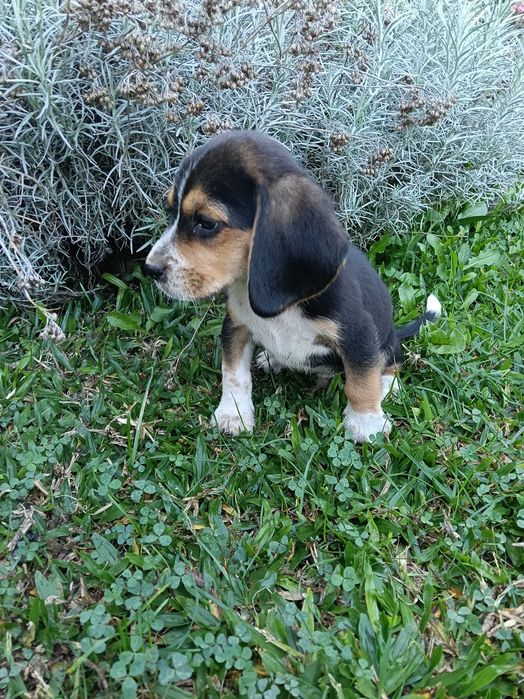 Beagle macho belíssimo