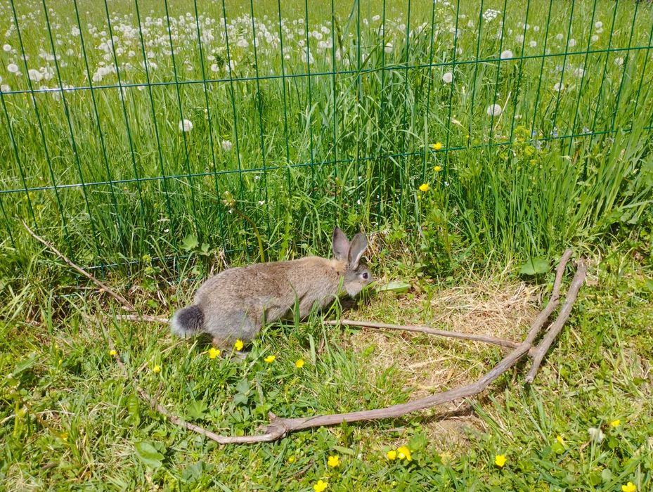 Продаються кролики.