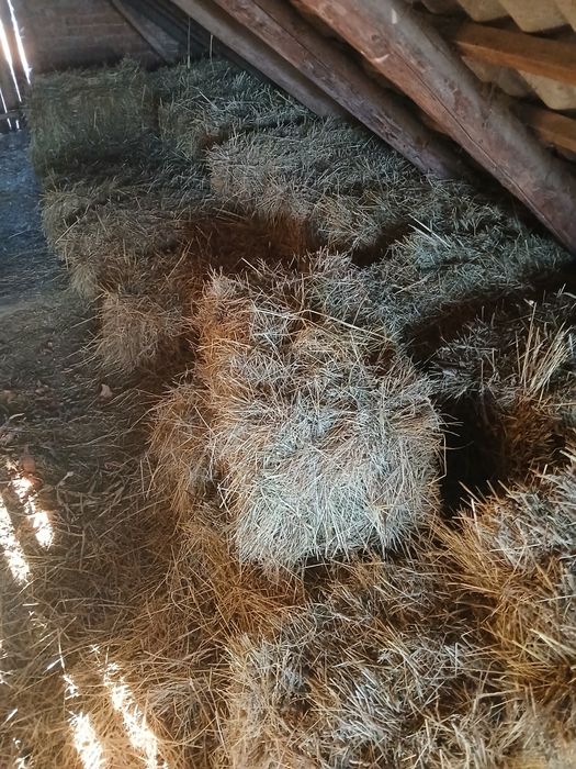Продам тюки сіна