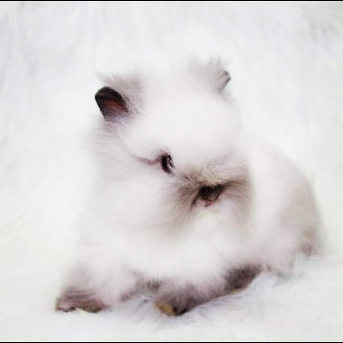 Karzełki Teddy puchate najmniejsze