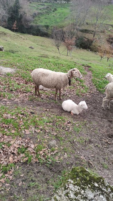 Ovelha com um borrego