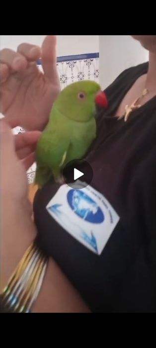 Vendo ring NEk,ou trouco