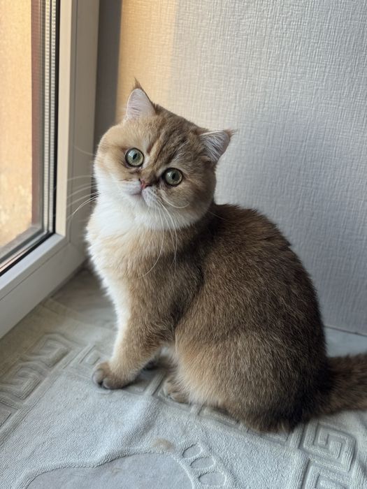Вʼязка Золота Шиншила