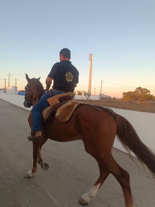 Cavalo com 12anos