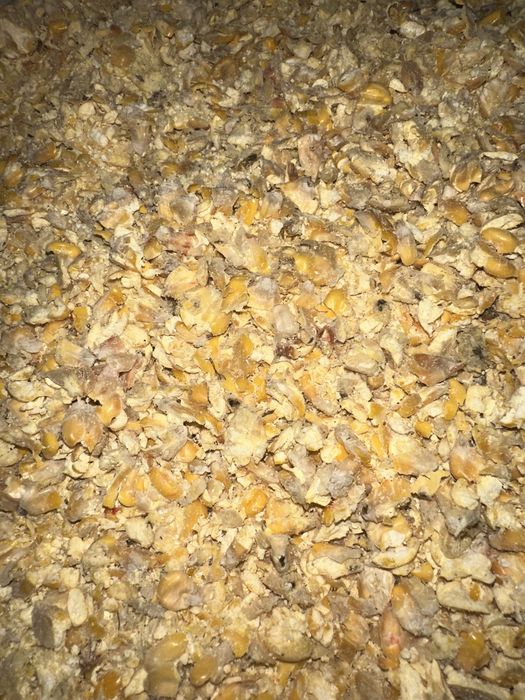 Kukurydza kiszona CCM