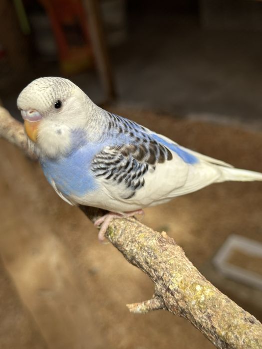 Periquitos australianos