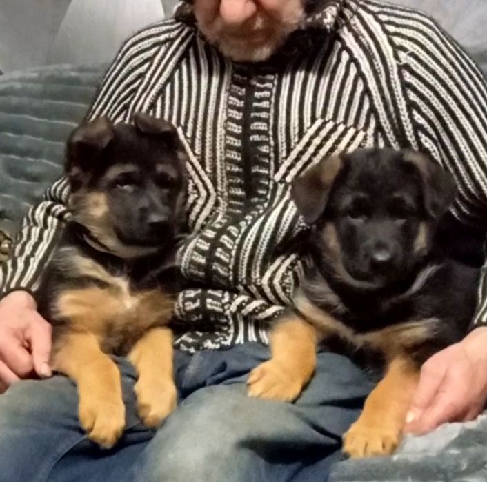 Питомник предлогает мальчиков и девочек.