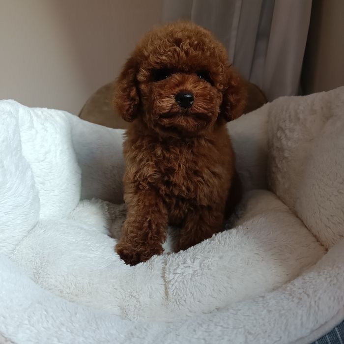 Дівчинка той пудель Китай. Київ