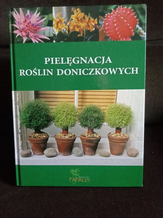 Pielęgnacja roślin doniczkowych , Papirus.