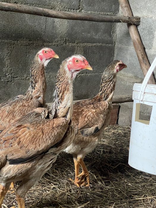 Indio Gigante - OVOS