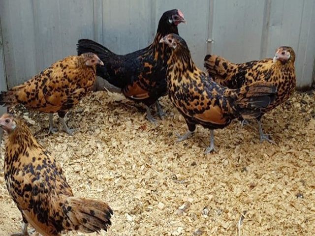 Яйце на інкубацію від породистих курей. ГАМБУРГСЬКА золото, срібло.