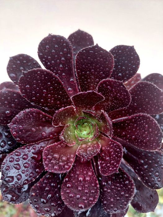 Planta Suculenta Aeonium