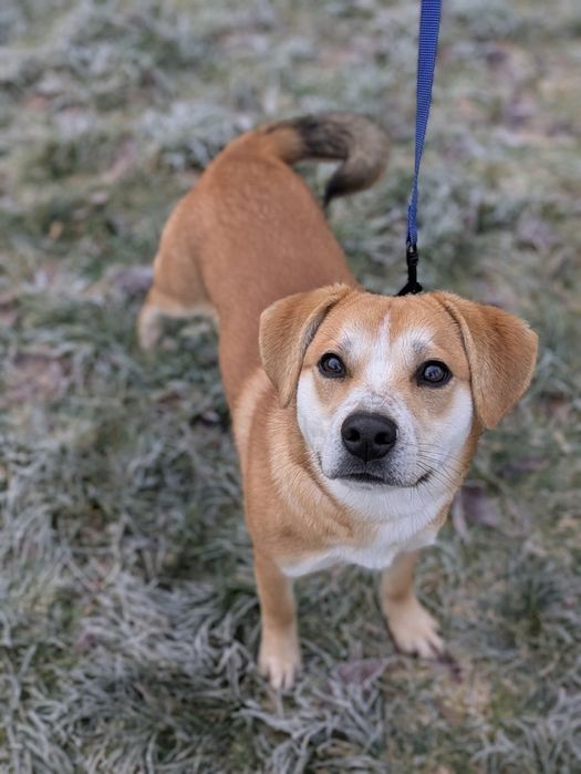 Kris, 10-miesięczny biszkopcik