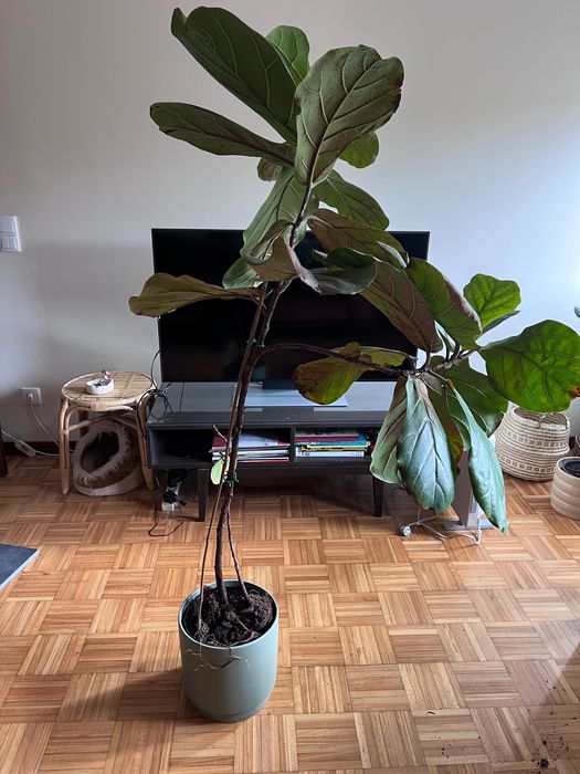 Planta Ficus Lyrata