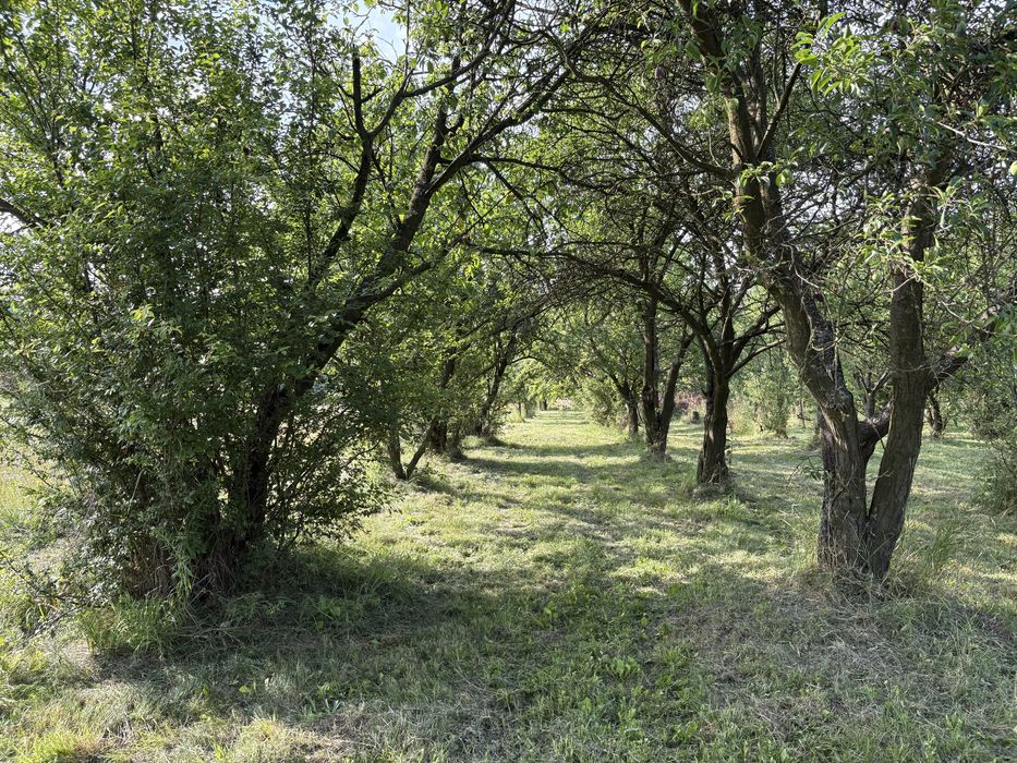 Oddam drewno śliwowe za wycięcie sadu i sprzątanie