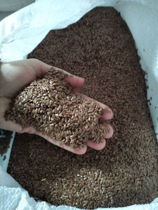 Льон масляний 2025 року