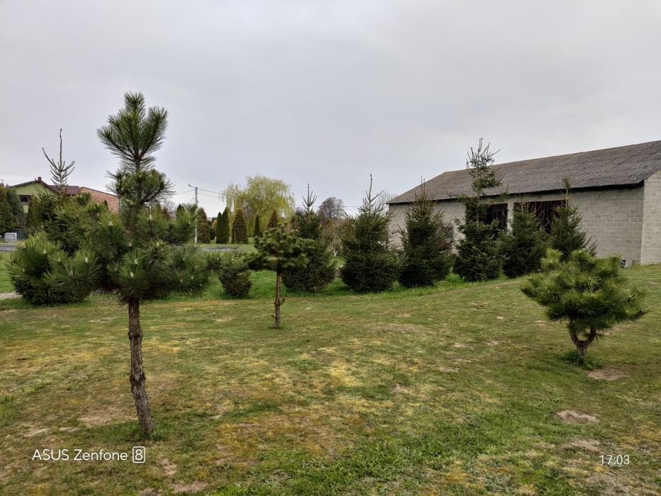 Sosna czarna z gruntu