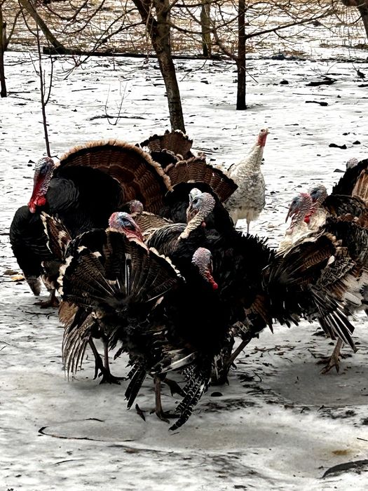 Sprzedam indory wylęg maj zeszłego roku
