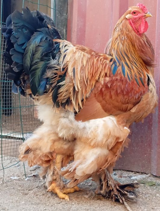 Aves Ornamentais Brahmas várias mutações