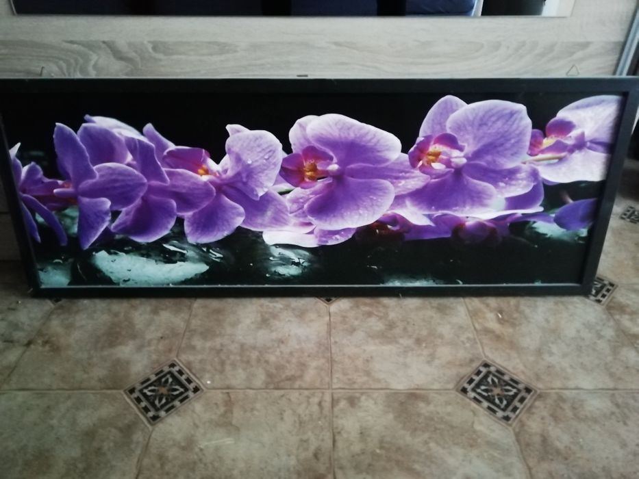 Obraz storczyk orchidea