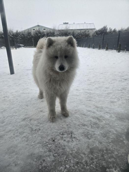Samoyed samiec biały