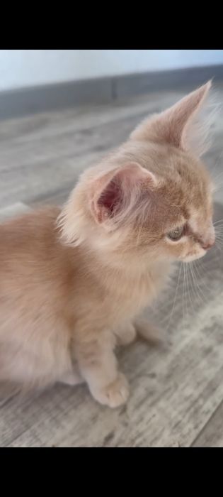 Кошенята шукають родину (безкоштовно)