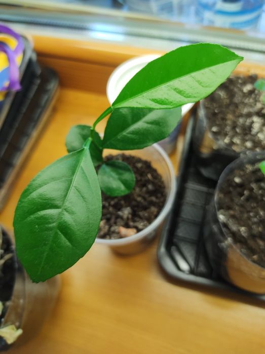 Продаж: мандарин, авокадо, лимон