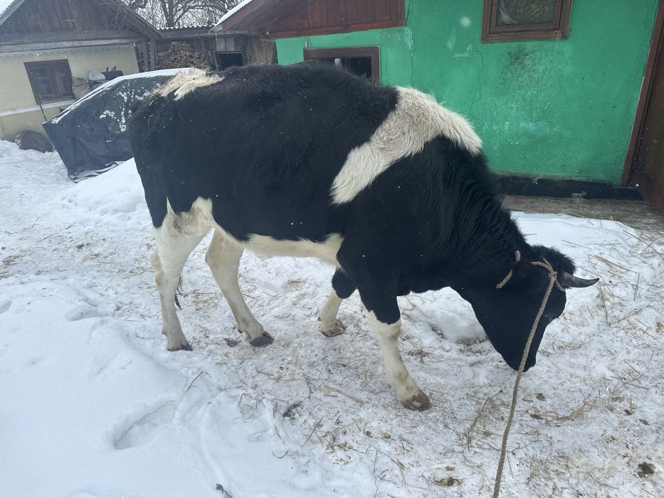 Продам тільну телицю