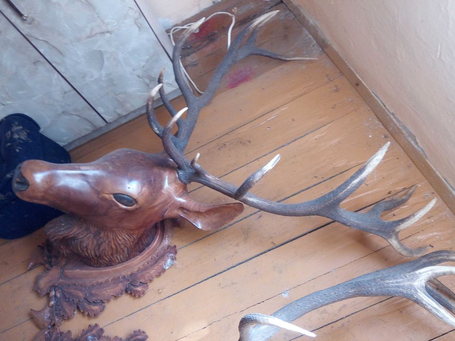 Rogi jelenia a głowa rzeźbiona z drzewa lipowego