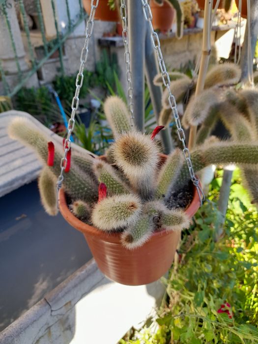 Catos e suculentas