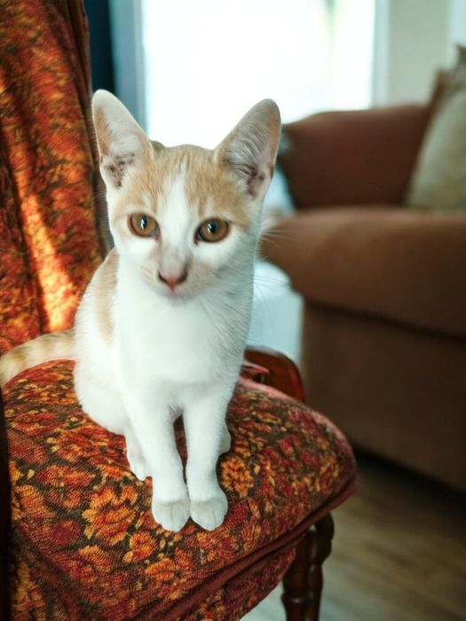 Віддаю безкоштовно котиків котів кішок  кошенят