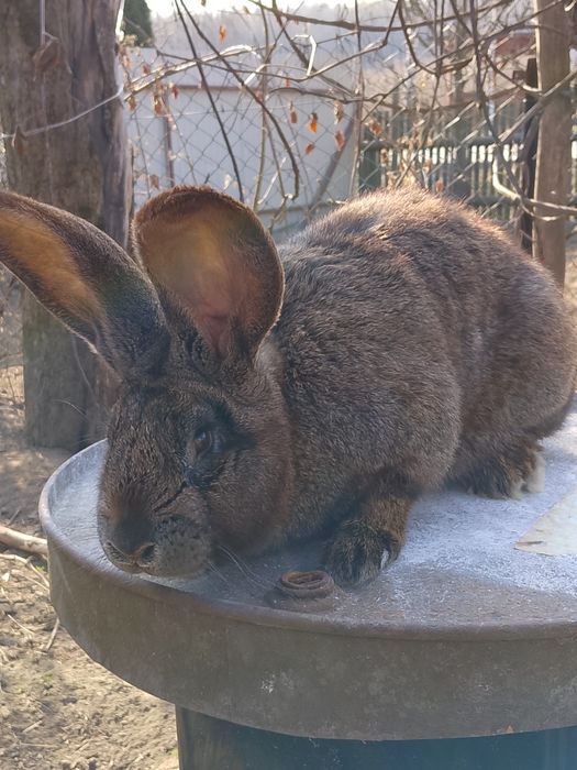 Samiec Belg 5 miesięczny