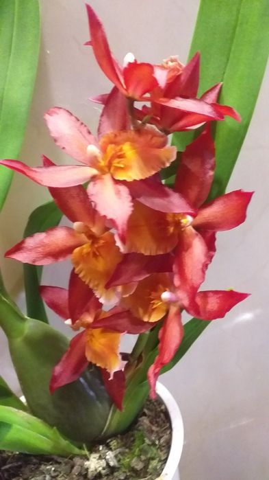 Орхидея Камбрия.