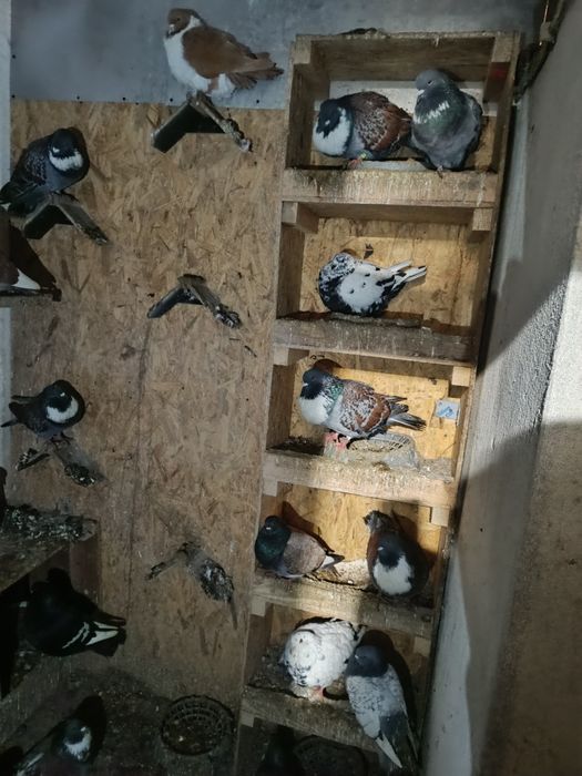 Gołębie koszua strasery  kingi rysie