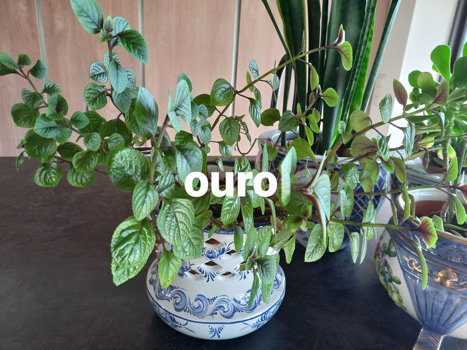 Plantas de incenso; mirra e ouro