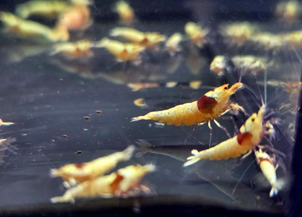 Krewetka caridina Pure red line (PRL)