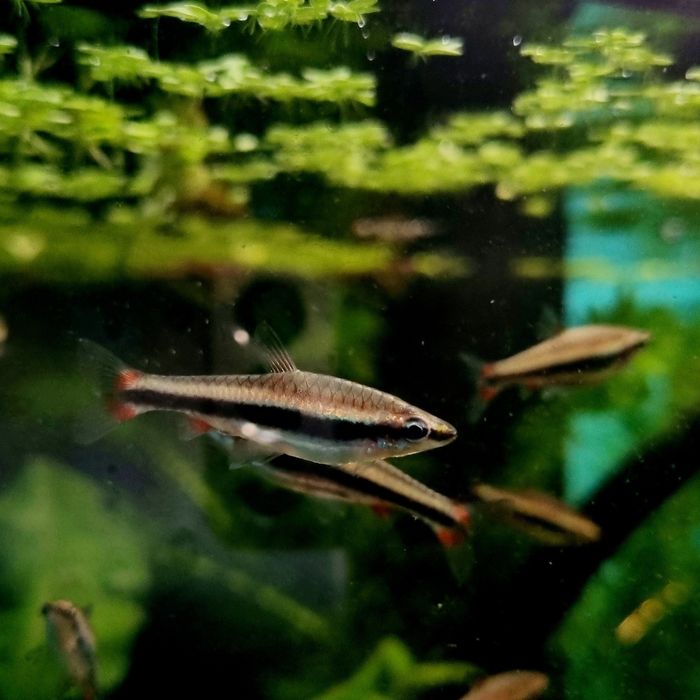 Drobnoustek beckforda