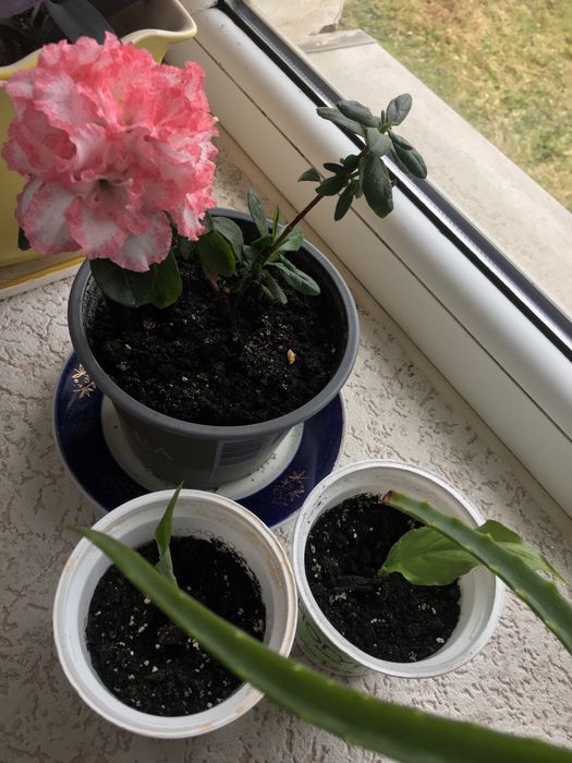 Азалія/Червоноград